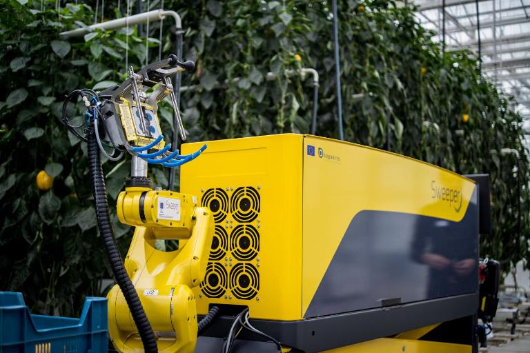 רובוט SWEEPER בעת קטיף | צילום:  Research Station for Vegetable Production at St. Katelijne Waver
