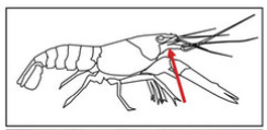 Schematic representation of the crayfish (C. quadricarinatus), red arrow indicating the position of the oral opening