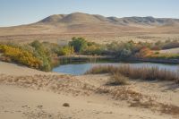 beautiful-shot-pond-surrounded-by-green-yellow-trees-middle-desert.jpg