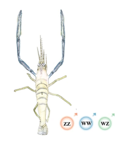 Sagi1.PNG