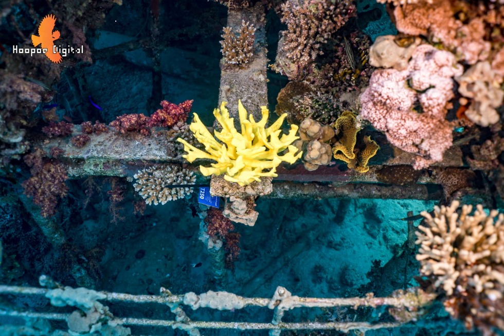 אלמוגים במפרץ אילת 