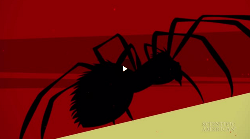 spiders_video.png