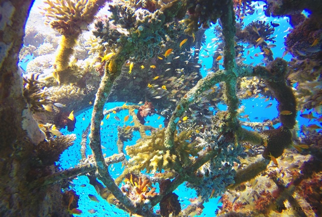 Tamar artifical coral reef Jenny Tynyakov.jpg