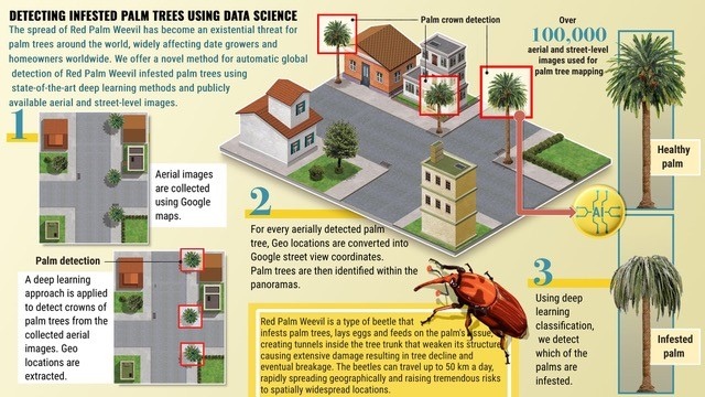 Palm Weevil detection explanation.jpg
