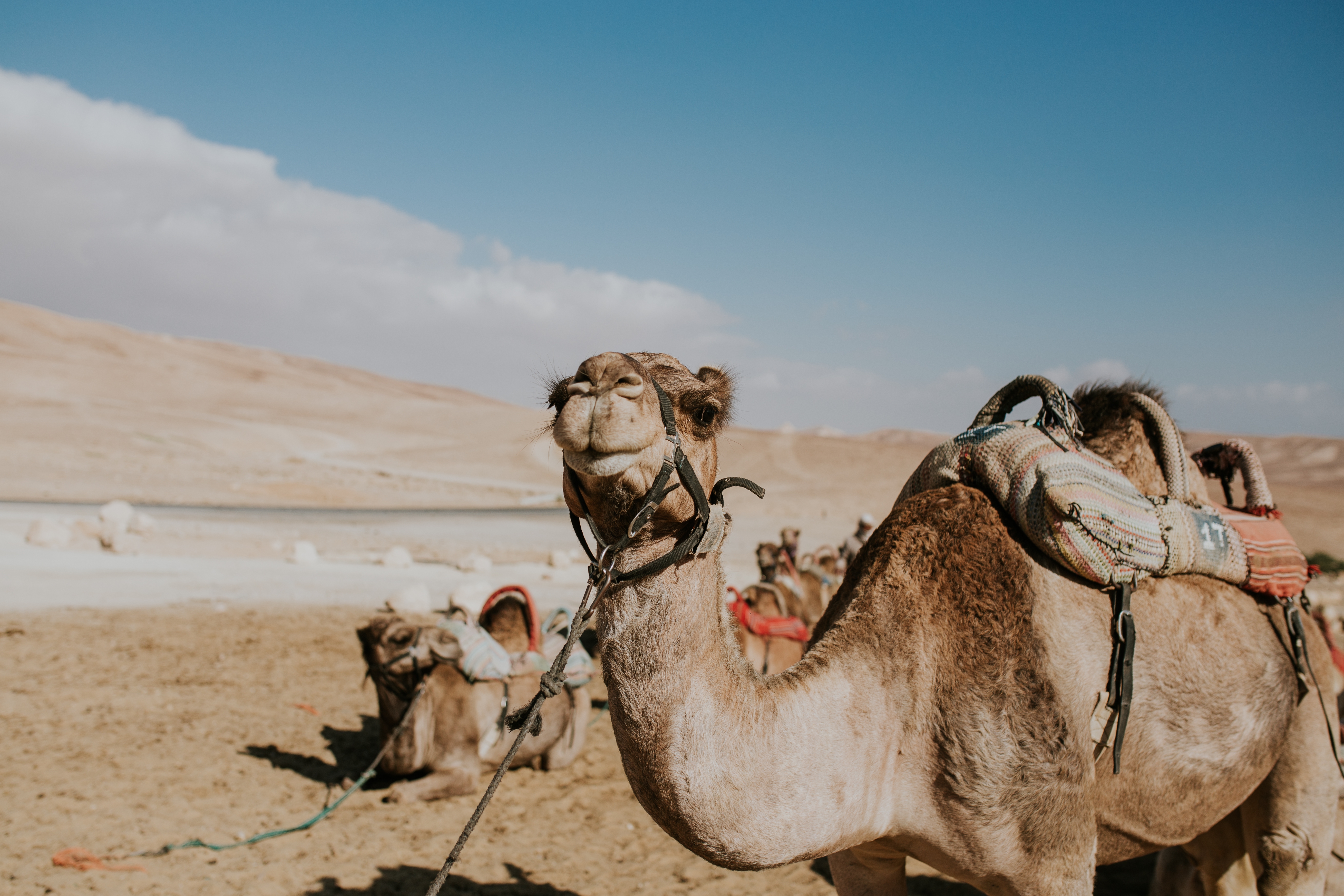camel-leash-tourists-egypt.jpg