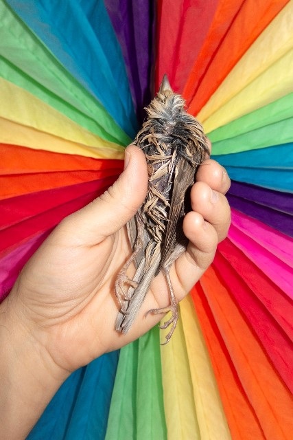יעל מאירי, ציפור אחת ביד, 2018, צילום צבע.jpg