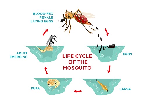 מחזור החיים של יתוש