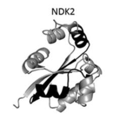 NDK2 domain