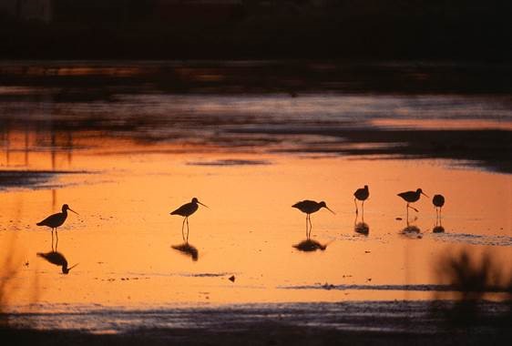 Birds 1.jpg
