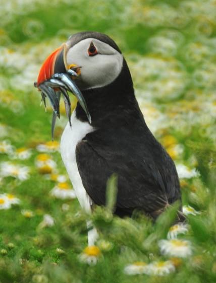 Birds 2.jpg
