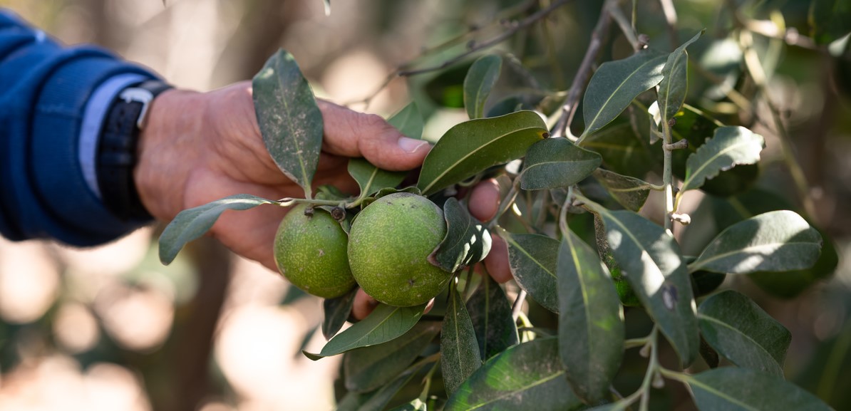 Fruit on a tree in a desert experimental agriculture station